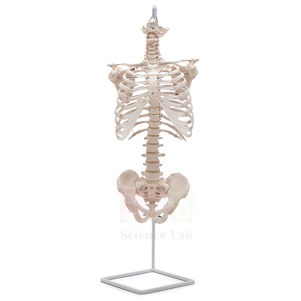 Economy Human Spine (vertebrae) and Thorax
